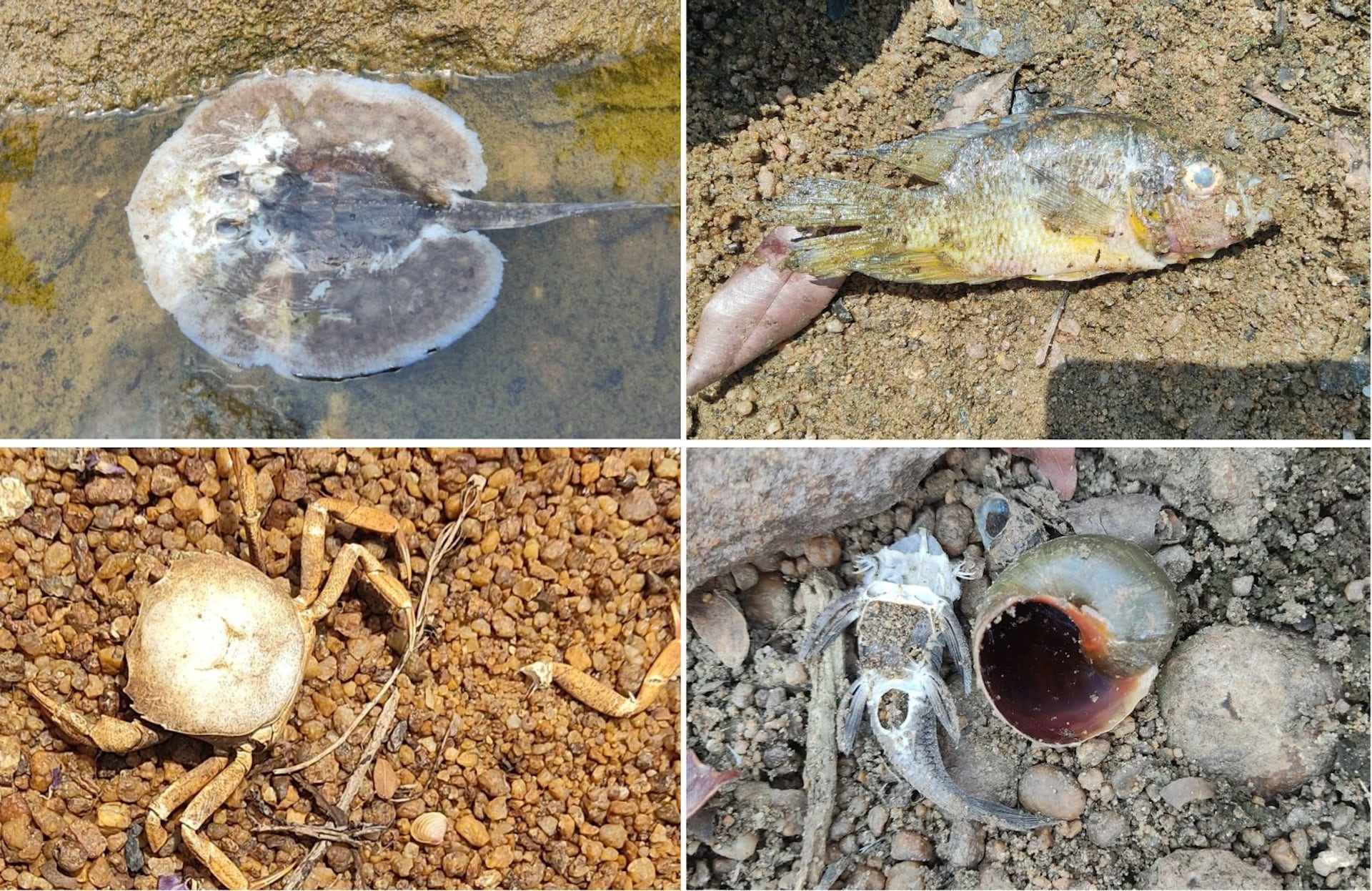 Conjunto de quatro fotos com imagens de animais mortos em poças secas na região da Volta Grande do Xingu, na Amazônia